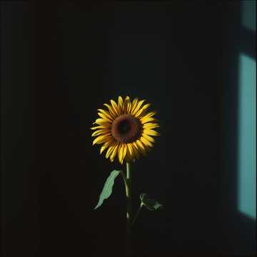 Cover art for el1212 by Besim Hajdini