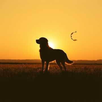 Cover art for Golden Land by caleb myers