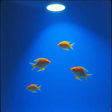 Cover art for Eleonora 4 calda, jazz, blues, sax, jam band, col coro, a cappe by Damiano Zurlo