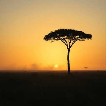 Daniel melese의 ma 커버 아트