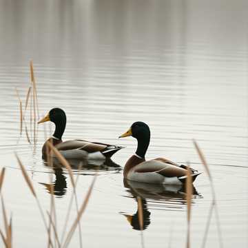 Cover art for La multi ani prietene by kopopeg864@hh7f.com