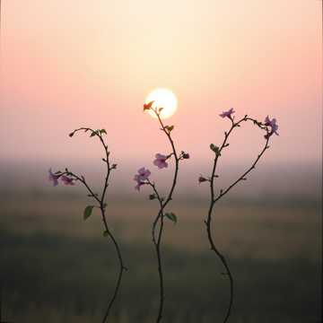 Cover art for Te simpt in tot ,Dana by florinrusudlv@yahoo.es