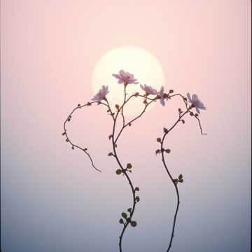 Cover art for Te simpt in tot ,Dana by florinrusudlv@yahoo.es