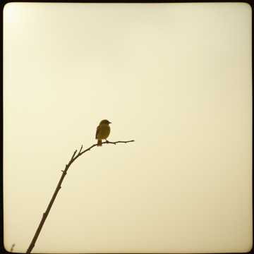 Cover art for Kenari Di Dahan Sepi by Obsolete Machination