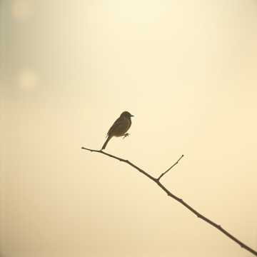 Cover art for Kenari Di Dahan Sepi by Obsolete Machination