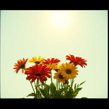 Cover-Art für Bhaichara von Unknown Artist