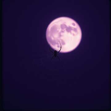 Cover art for Play with spider by Kasia Florczyk